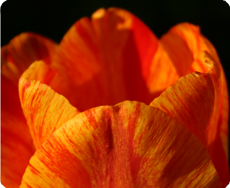 ENspace Photography - Tulip